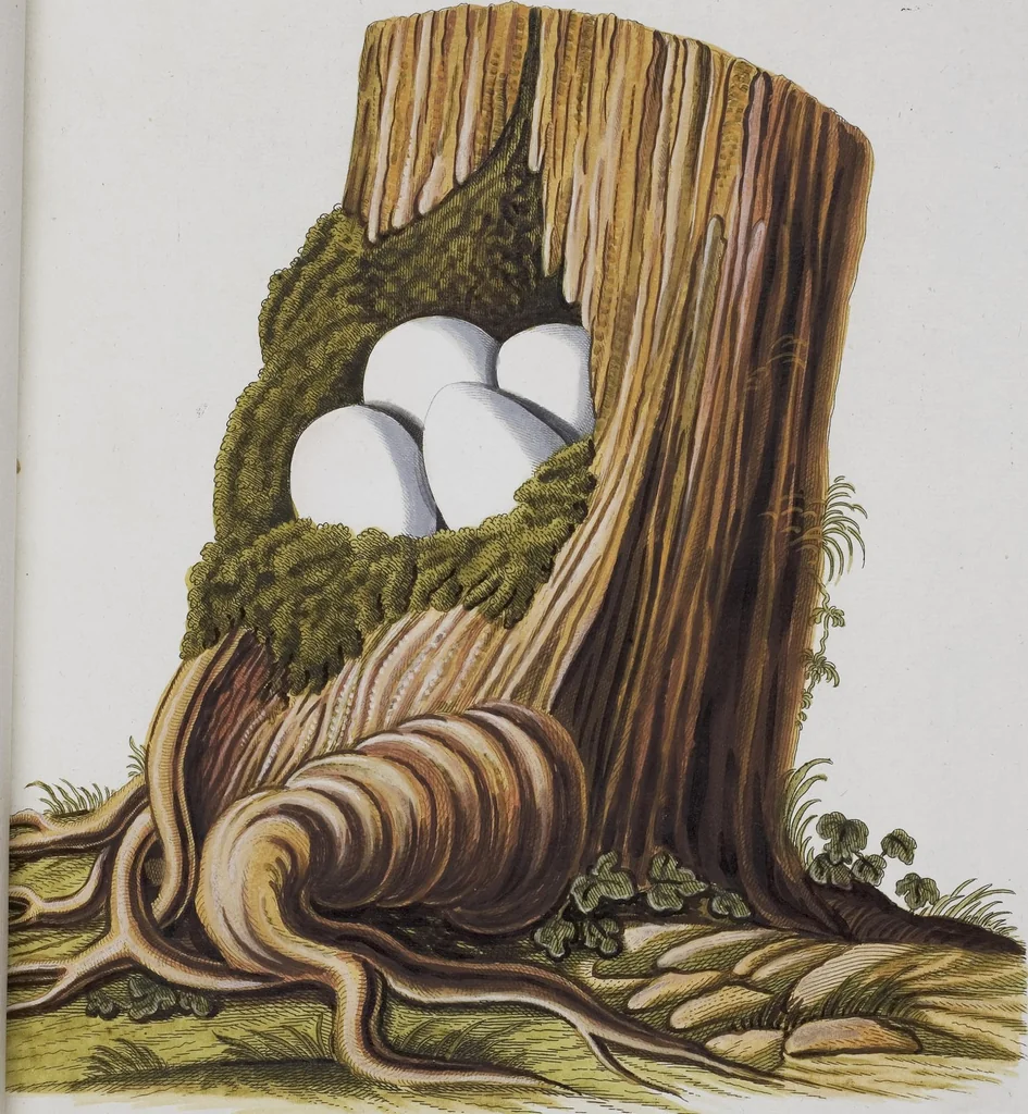An illustration from Sammlung von Nestern und Eyern verschiedener Vögel: aus den Cabineten des... Herrn.. Schmidels und des Herrn Verfassers, 1772, leaf 170