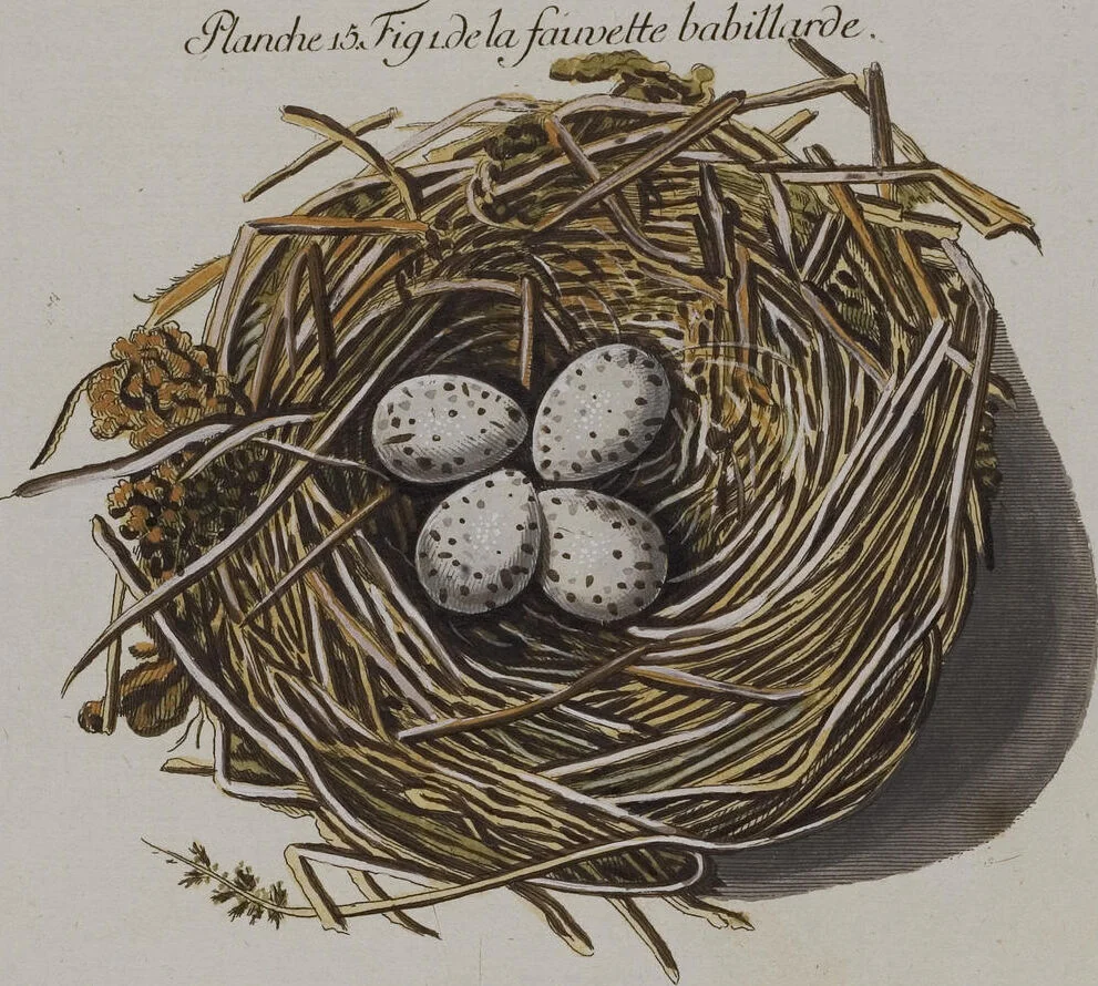 An illustration from Sammlung von Nestern und Eyern verschiedener Vögel: aus den Cabineten des... Herrn.. Schmidels und des Herrn Verfassers, 1772, leaf 171