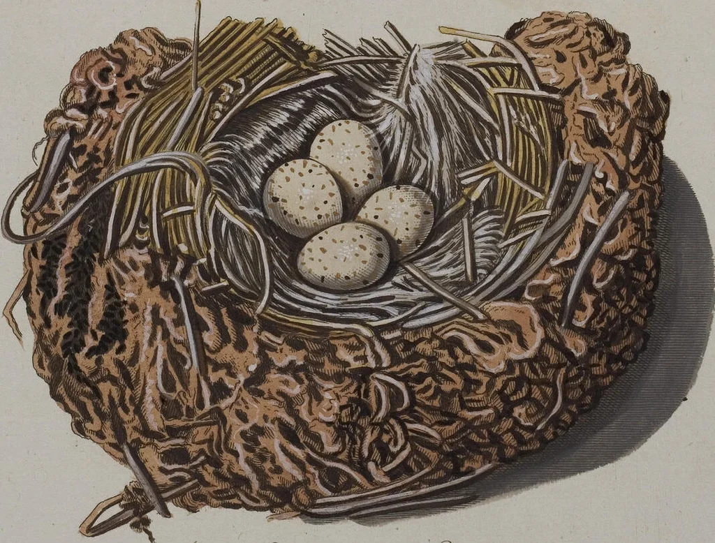 An illustration from Sammlung von Nestern und Eyern verschiedener Vögel: aus den Cabineten des... Herrn.. Schmidels und des Herrn Verfassers, 1772, leaf 171