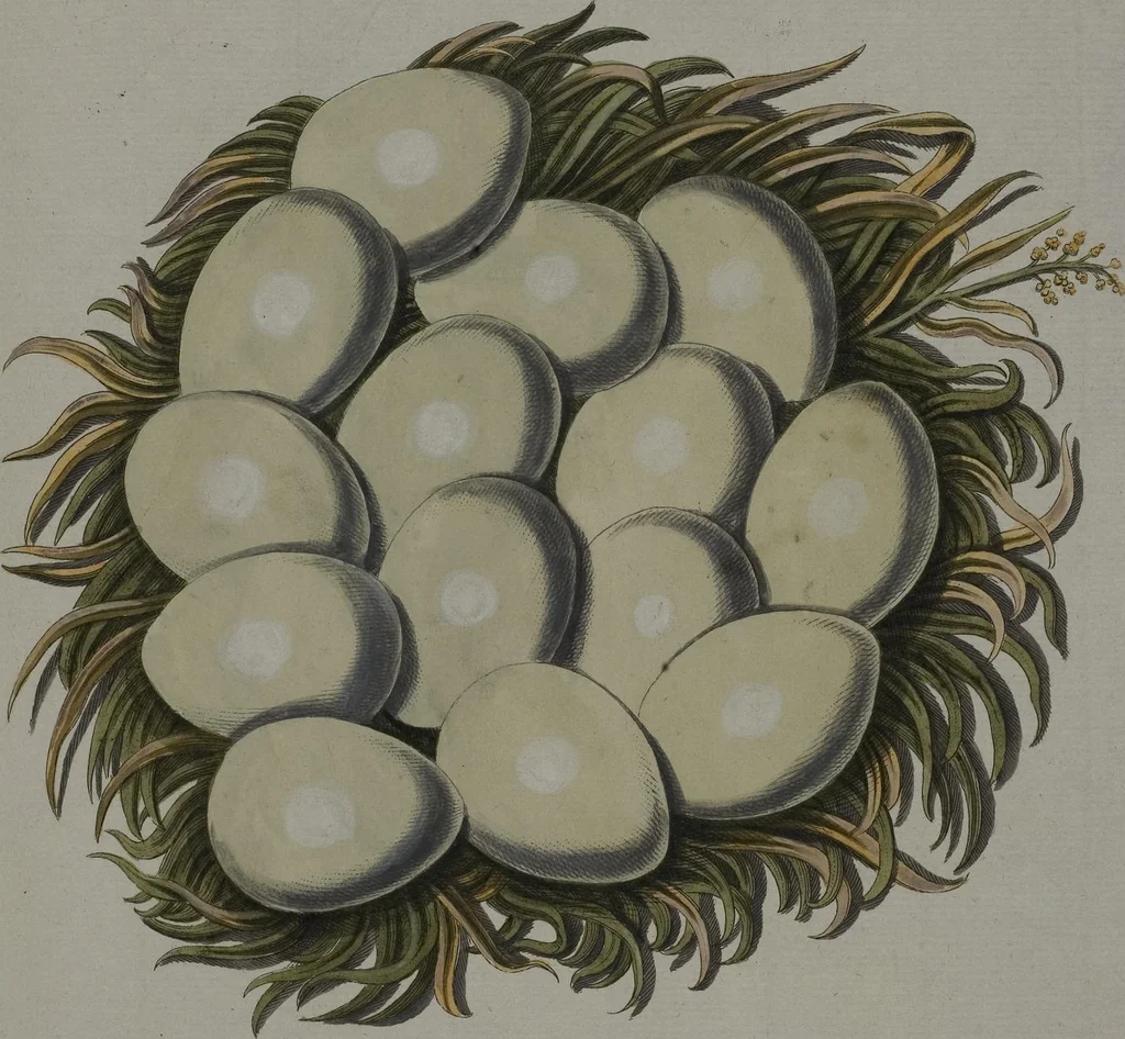 An illustration from Sammlung von Nestern und Eyern verschiedener Vögel: aus den Cabineten des... Herrn.. Schmidels und des Herrn Verfassers, 1772, leaf 172