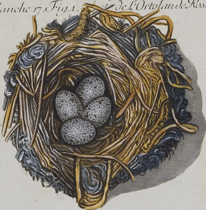 An illustration from Sammlung von Nestern und Eyern verschiedener Vögel: aus den Cabineten des... Herrn.. Schmidels und des Herrn Verfassers, 1772, leaf 173