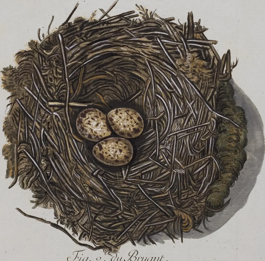 An illustration from Sammlung von Nestern und Eyern verschiedener Vögel: aus den Cabineten des... Herrn.. Schmidels und des Herrn Verfassers, 1772, leaf 173