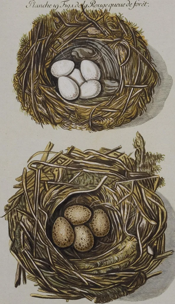 An illustration from Sammlung von Nestern und Eyern verschiedener Vögel: aus den Cabineten des... Herrn.. Schmidels und des Herrn Verfassers, 1772, leaf 175