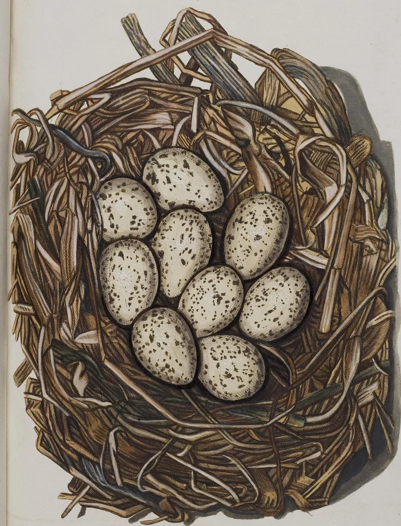 An illustration from Sammlung von Nestern und Eyern verschiedener Vögel: aus den Cabineten des... Herrn.. Schmidels und des Herrn Verfassers, 1772, leaf 176