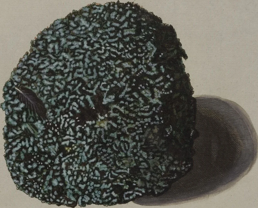 An illustration from Sammlung von Nestern und Eyern verschiedener Vögel: aus den Cabineten des... Herrn.. Schmidels und des Herrn Verfassers, 1772, leaf 177