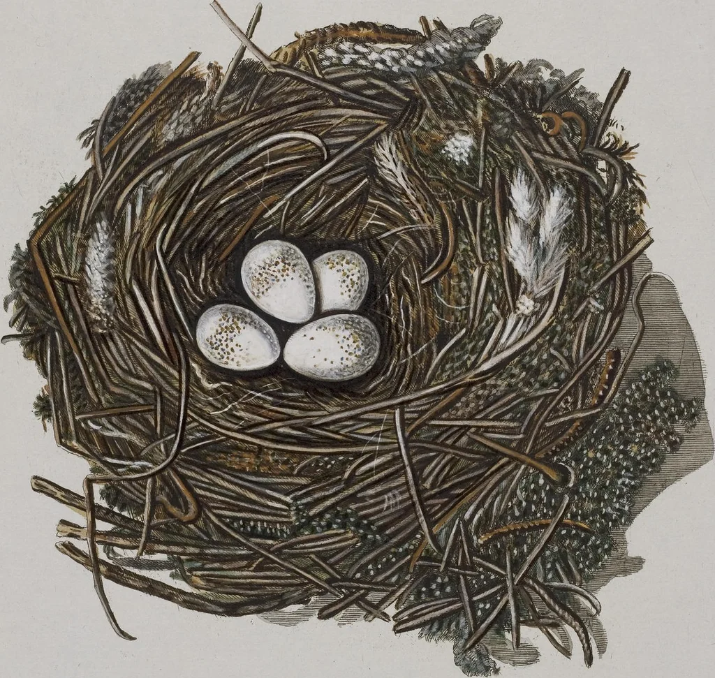 An illustration from Sammlung von Nestern und Eyern verschiedener Vögel: aus den Cabineten des... Herrn.. Schmidels und des Herrn Verfassers, 1772, leaf 179