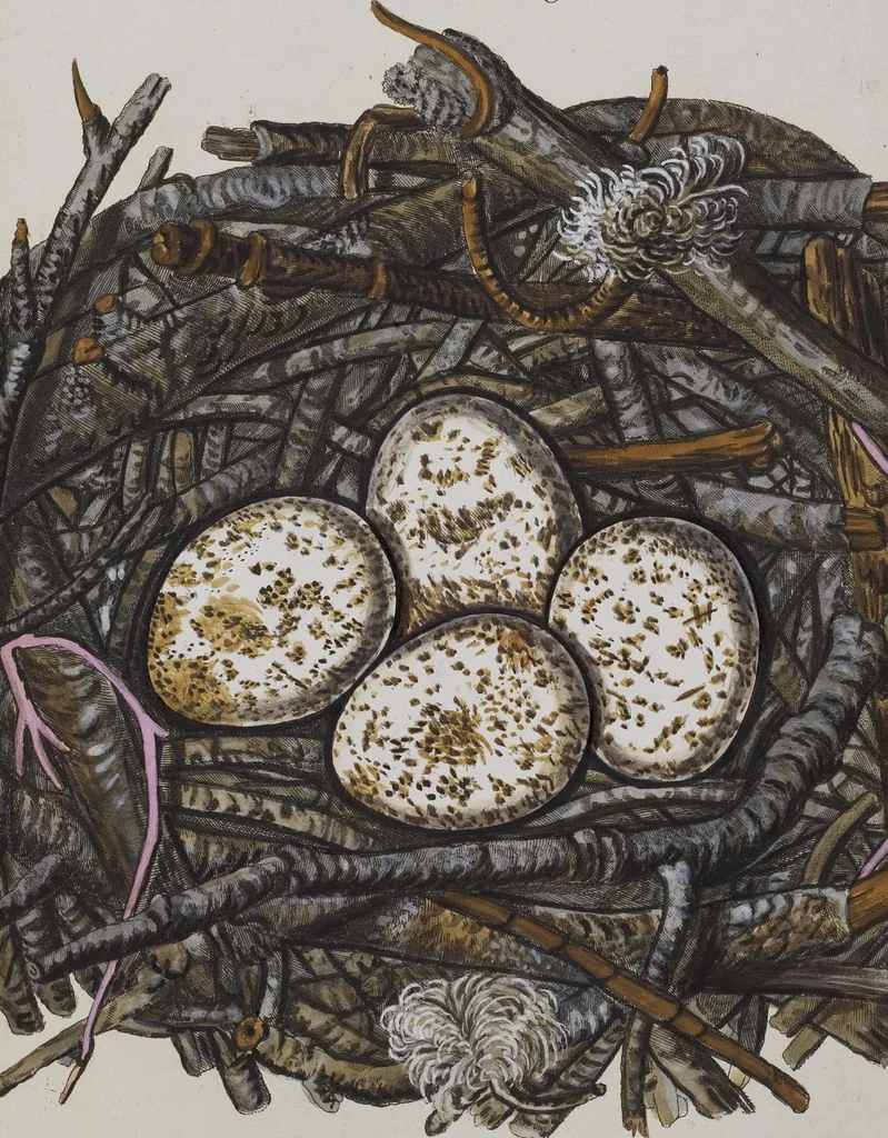 An illustration from Sammlung von Nestern und Eyern verschiedener Vögel: aus den Cabineten des... Herrn.. Schmidels und des Herrn Verfassers, 1772, leaf 181