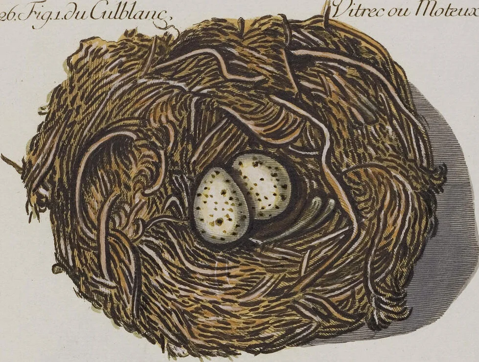 An illustration from Sammlung von Nestern und Eyern verschiedener Vögel: aus den Cabineten des... Herrn.. Schmidels und des Herrn Verfassers, 1772, leaf 182