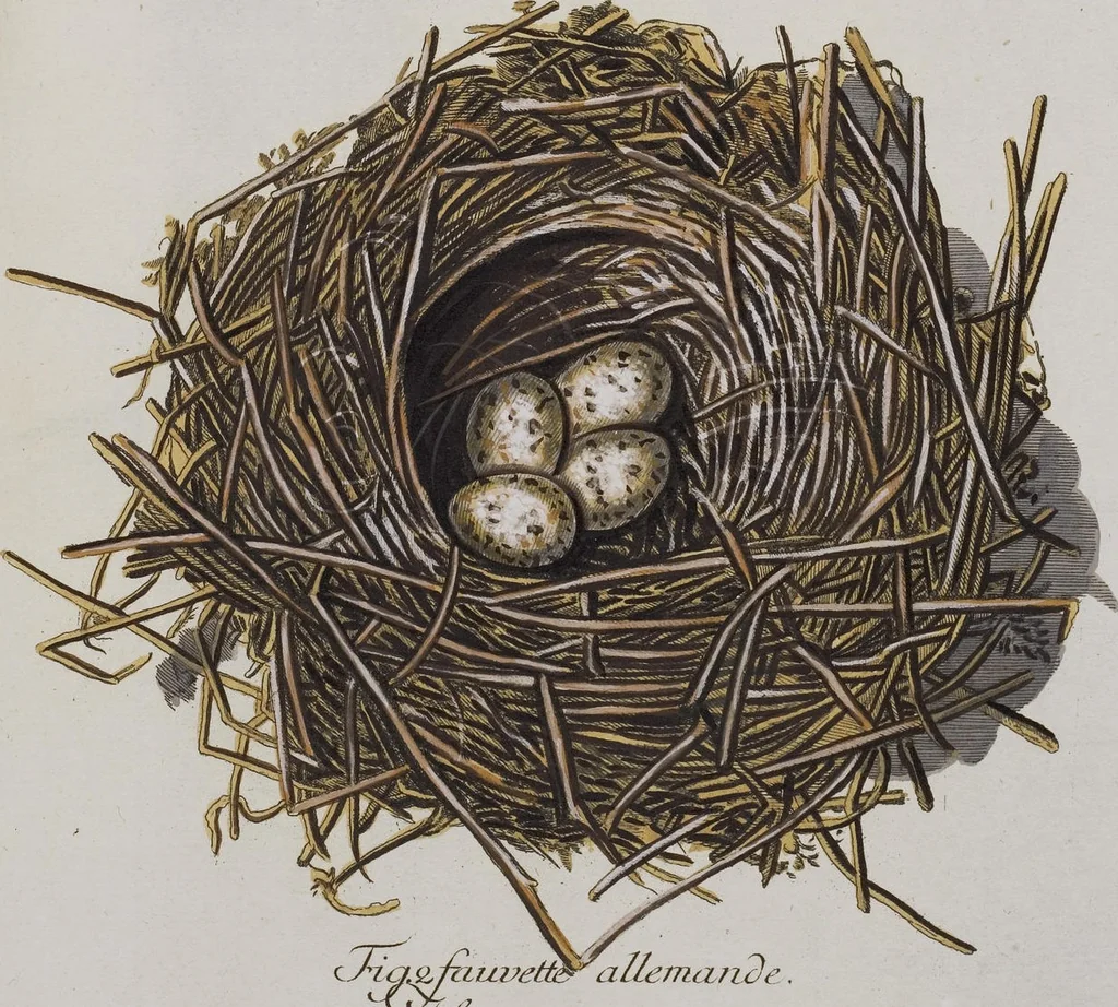 An illustration from Sammlung von Nestern und Eyern verschiedener Vögel: aus den Cabineten des... Herrn.. Schmidels und des Herrn Verfassers, 1772, leaf 182