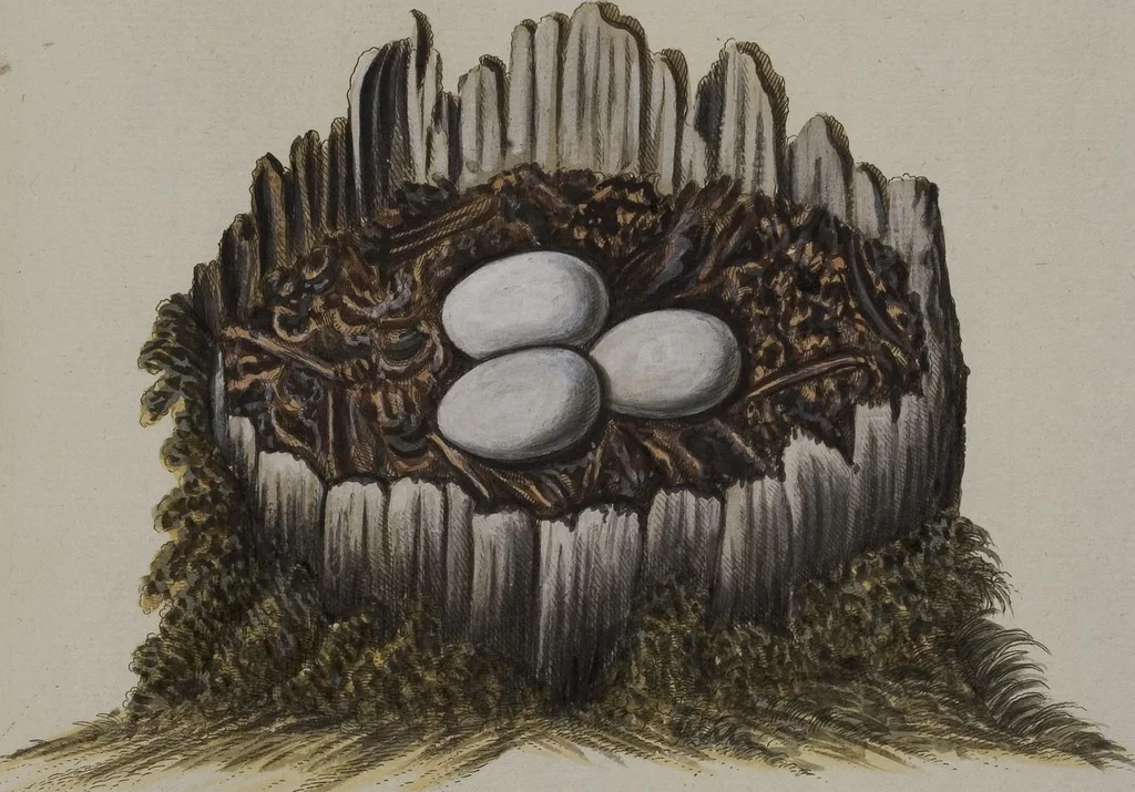 An illustration from Sammlung von Nestern und Eyern verschiedener Vögel: aus den Cabineten des... Herrn.. Schmidels und des Herrn Verfassers, 1772, leaf 183