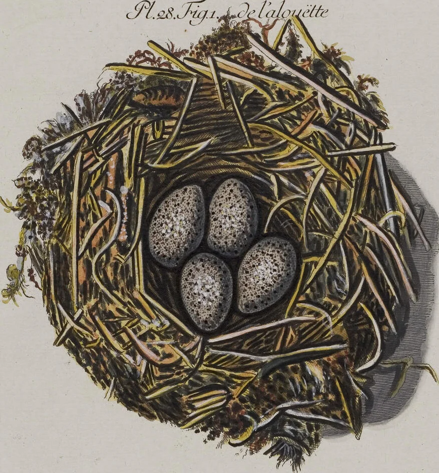 An illustration from Sammlung von Nestern und Eyern verschiedener Vögel: aus den Cabineten des... Herrn.. Schmidels und des Herrn Verfassers, 1772, leaf 184