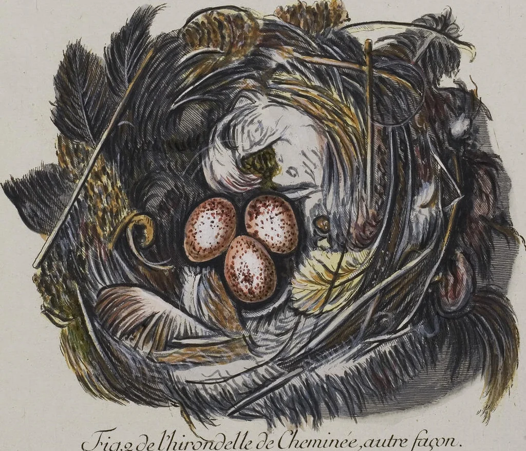 An illustration from Sammlung von Nestern und Eyern verschiedener Vögel: aus den Cabineten des... Herrn.. Schmidels und des Herrn Verfassers, 1772, leaf 184