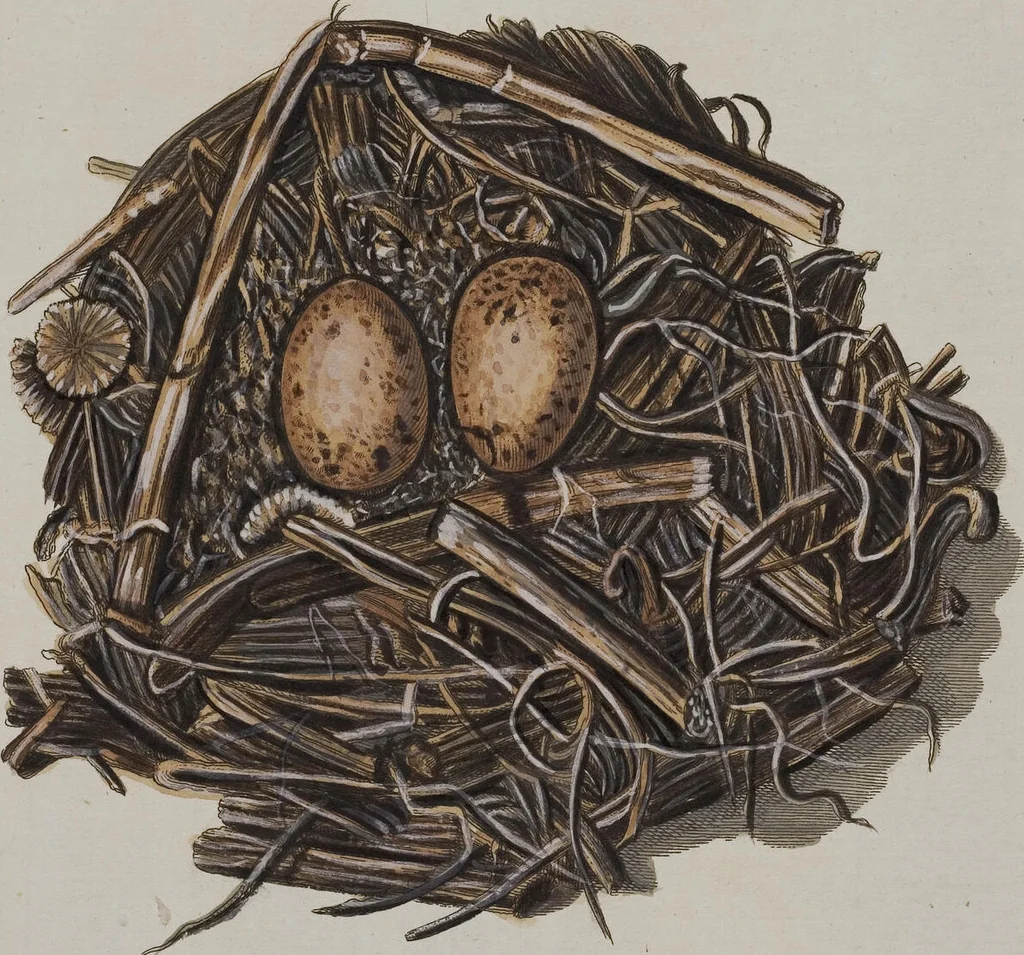 An illustration from Sammlung von Nestern und Eyern verschiedener Vögel: aus den Cabineten des... Herrn.. Schmidels und des Herrn Verfassers, 1772, leaf 185