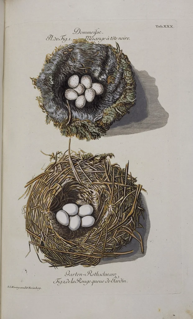 An illustration from Sammlung von Nestern und Eyern verschiedener Vögel: aus den Cabineten des... Herrn.. Schmidels und des Herrn Verfassers, 1772, leaf 186