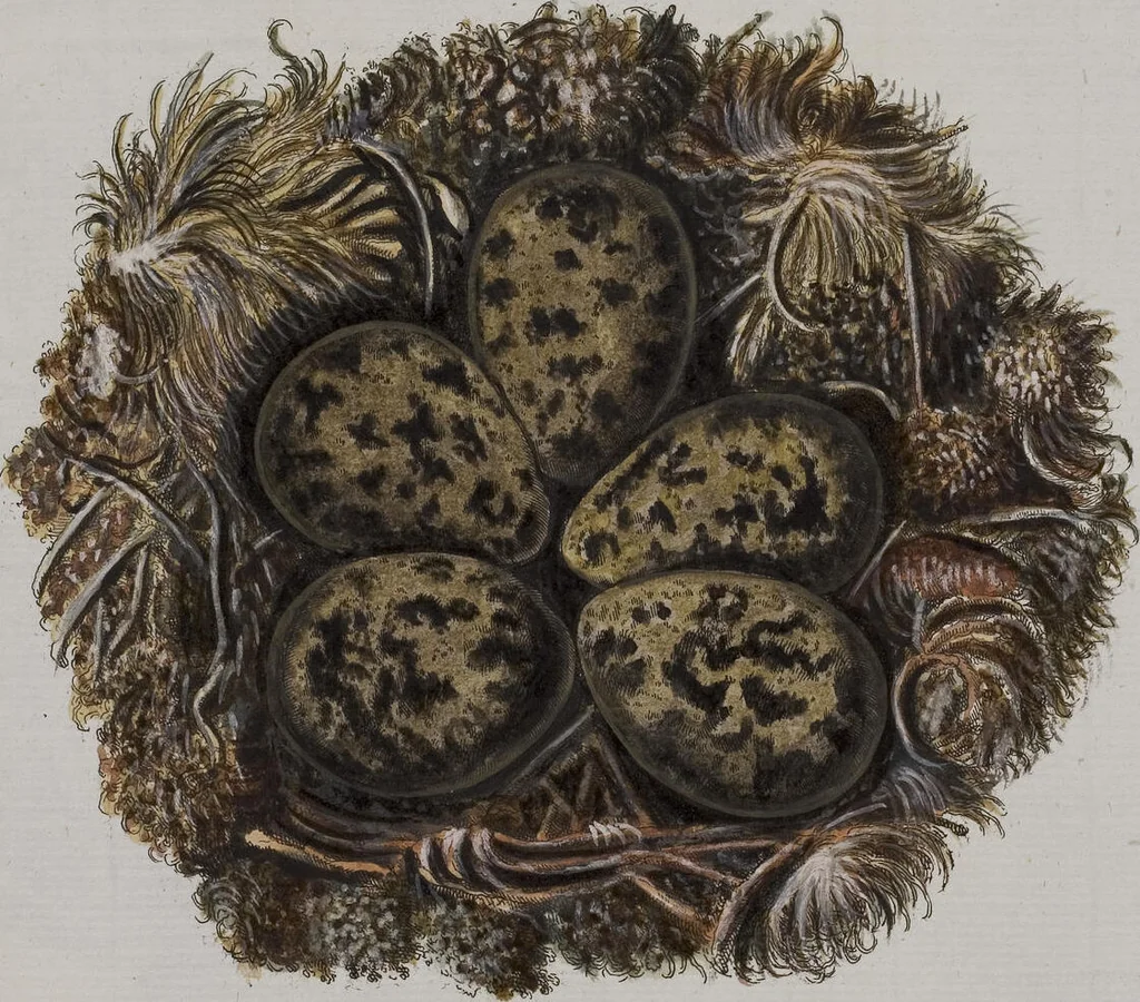 An illustration from Sammlung von Nestern und Eyern verschiedener Vögel: aus den Cabineten des... Herrn.. Schmidels und des Herrn Verfassers, 1772, leaf 187