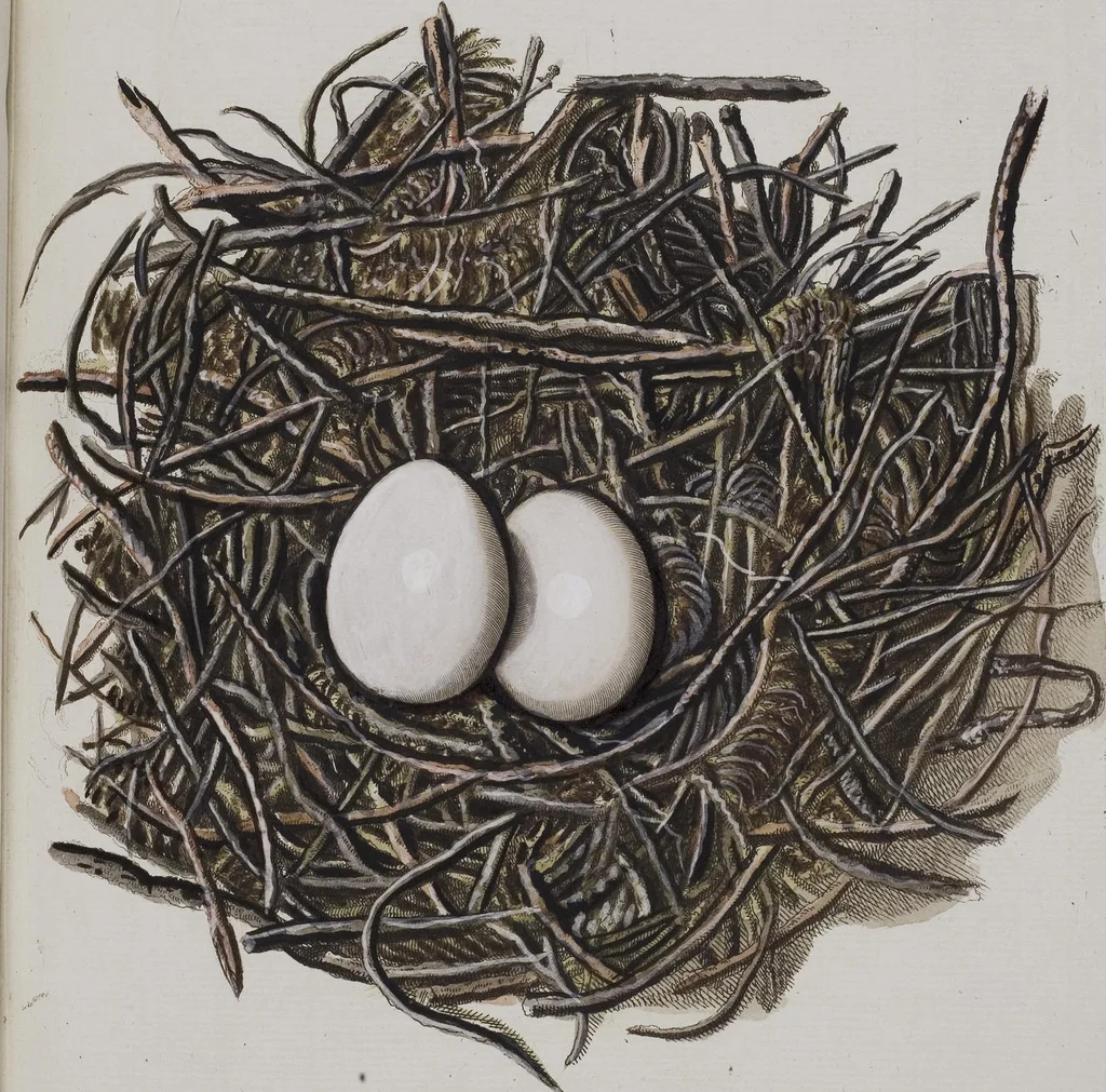 An illustration from Sammlung von Nestern und Eyern verschiedener Vögel: aus den Cabineten des... Herrn.. Schmidels und des Herrn Verfassers, 1772, leaf 188