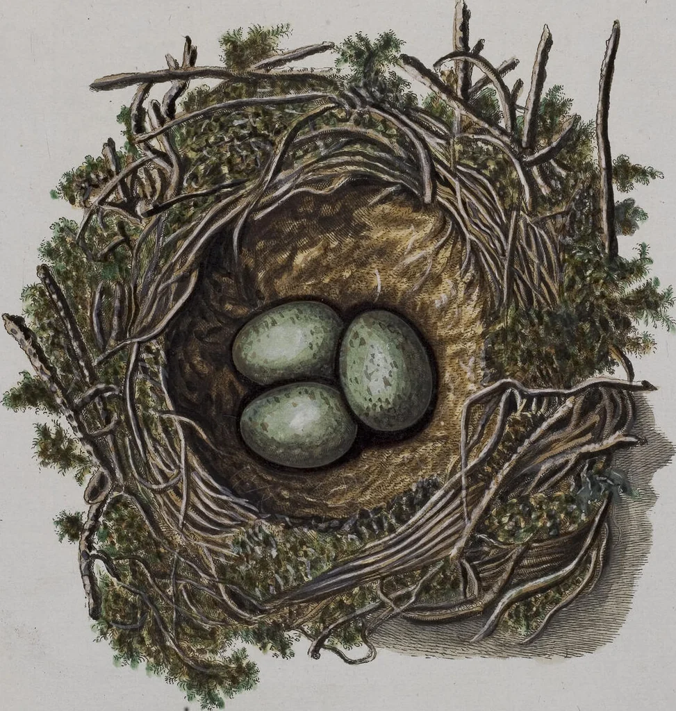 An illustration from Sammlung von Nestern und Eyern verschiedener Vögel: aus den Cabineten des... Herrn.. Schmidels und des Herrn Verfassers, 1772, leaf 189