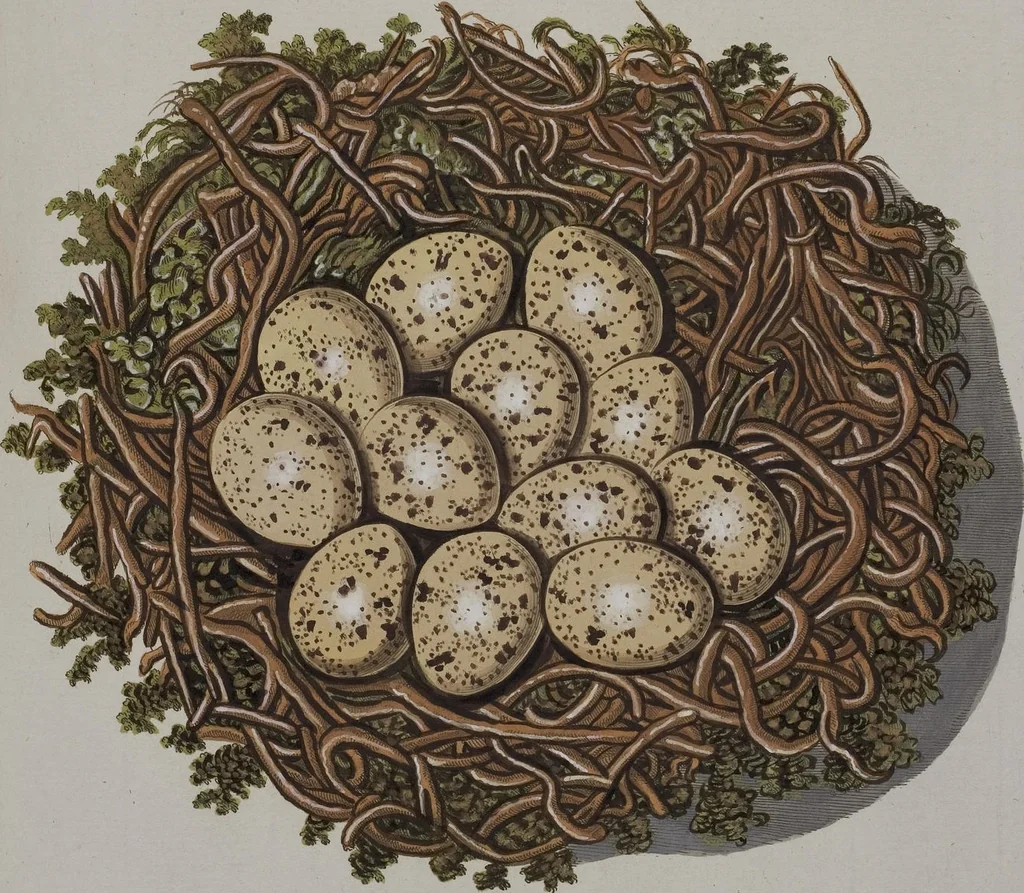 An illustration from Sammlung von Nestern und Eyern verschiedener Vögel: aus den Cabineten des... Herrn.. Schmidels und des Herrn Verfassers, 1772, leaf 191