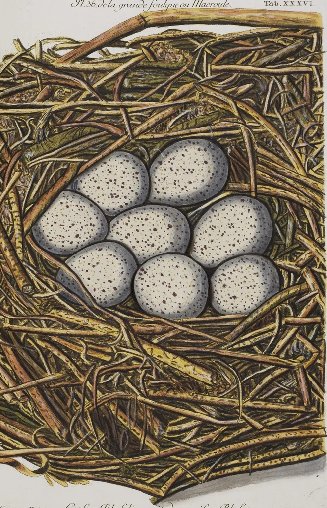 An illustration from Sammlung von Nestern und Eyern verschiedener Vögel: aus den Cabineten des... Herrn.. Schmidels und des Herrn Verfassers, 1772, leaf 192