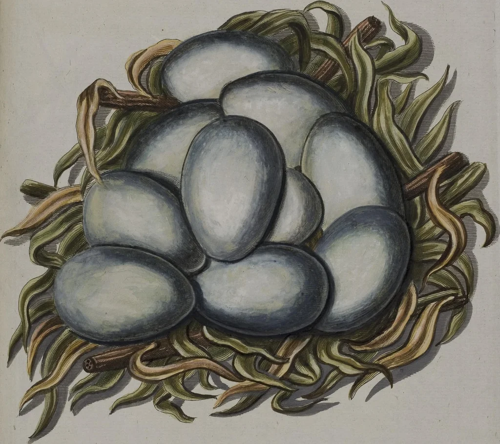 An illustration from Sammlung von Nestern und Eyern verschiedener Vögel: aus den Cabineten des... Herrn.. Schmidels und des Herrn Verfassers, 1772, leaf 193