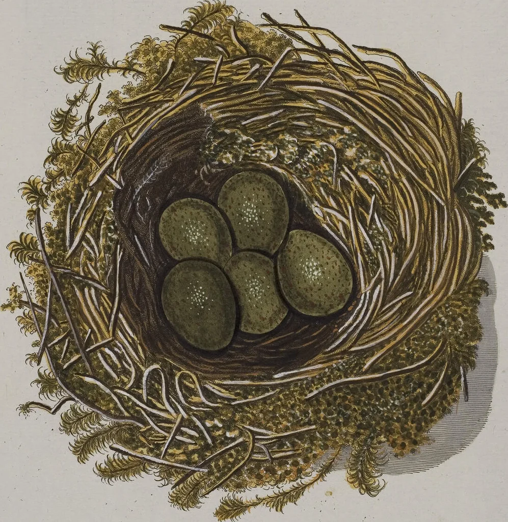 An illustration from Sammlung von Nestern und Eyern verschiedener Vögel: aus den Cabineten des... Herrn.. Schmidels und des Herrn Verfassers, 1772, leaf 195