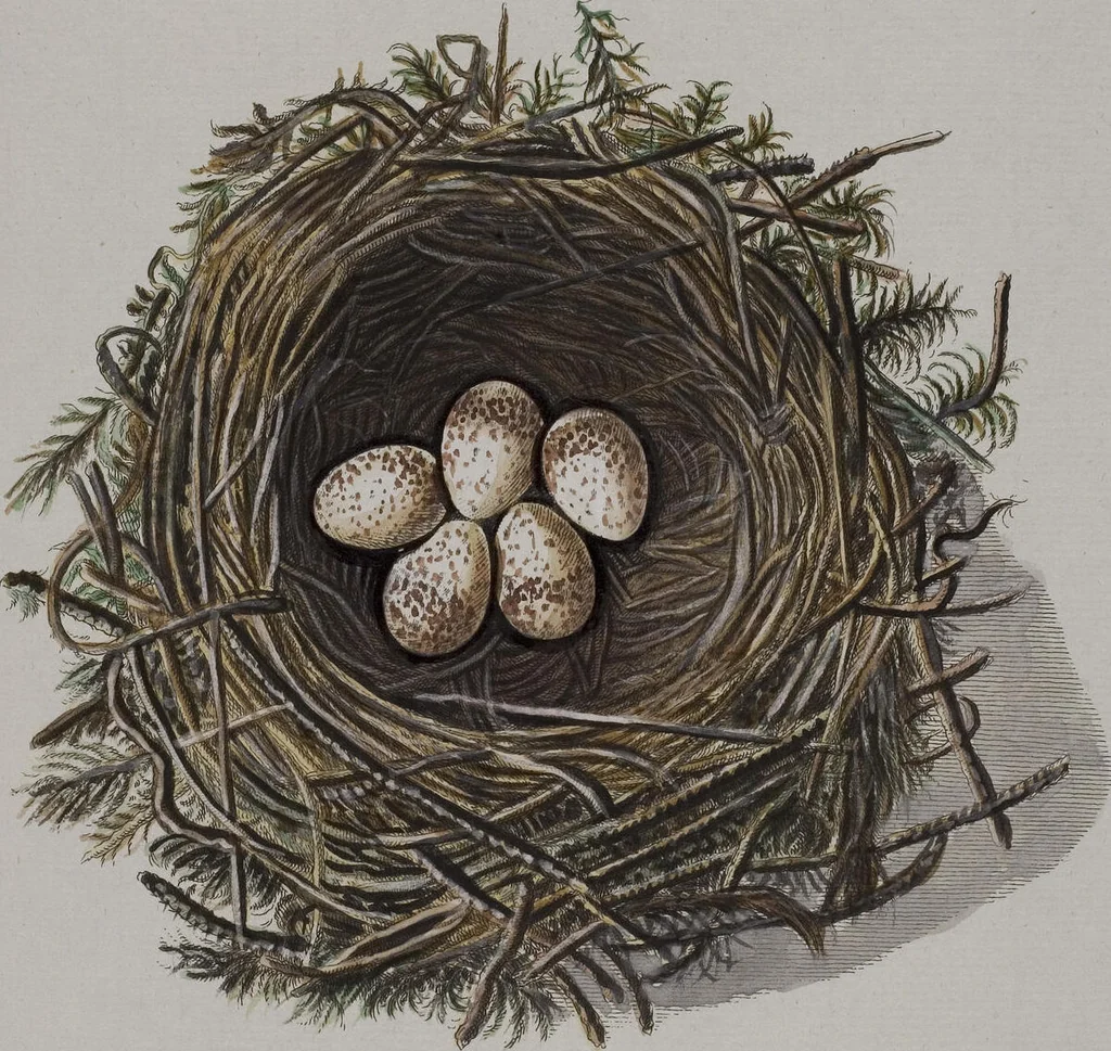 An illustration from Sammlung von Nestern und Eyern verschiedener Vögel: aus den Cabineten des... Herrn.. Schmidels und des Herrn Verfassers, 1772, leaf 197