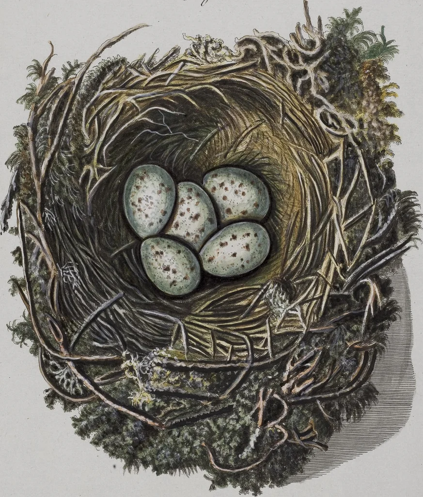 An illustration from Sammlung von Nestern und Eyern verschiedener Vögel: aus den Cabineten des... Herrn.. Schmidels und des Herrn Verfassers, 1772, leaf 198