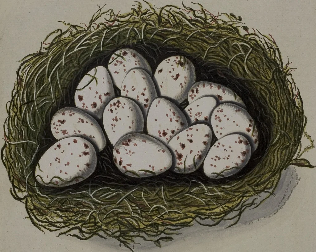 An illustration from Sammlung von Nestern und Eyern verschiedener Vögel: aus den Cabineten des... Herrn.. Schmidels und des Herrn Verfassers, 1772, leaf 201