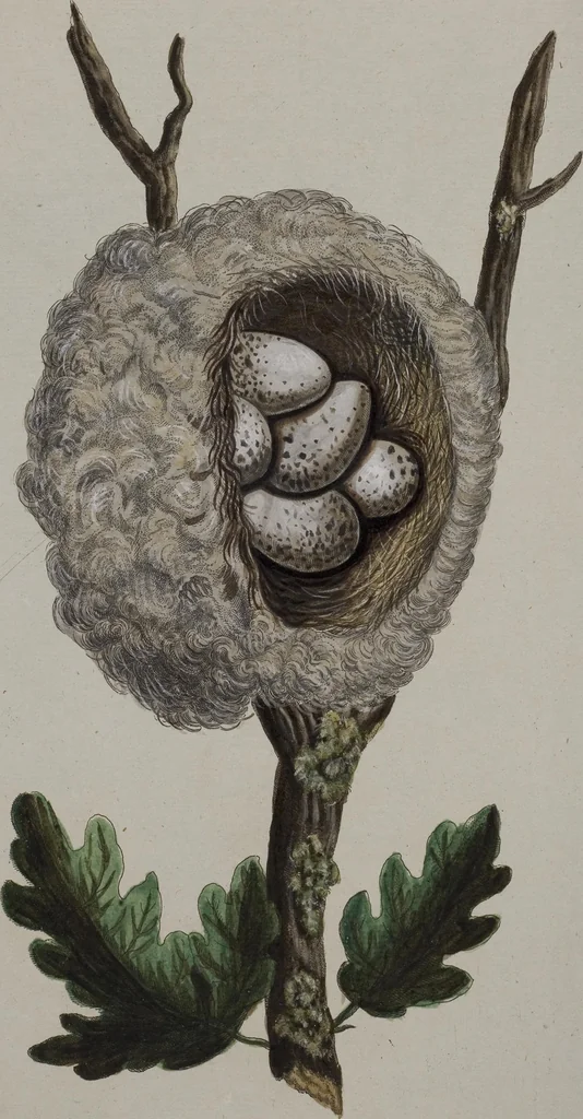 An illustration from Sammlung von Nestern und Eyern verschiedener Vögel: aus den Cabineten des... Herrn.. Schmidels und des Herrn Verfassers, 1772, leaf 203