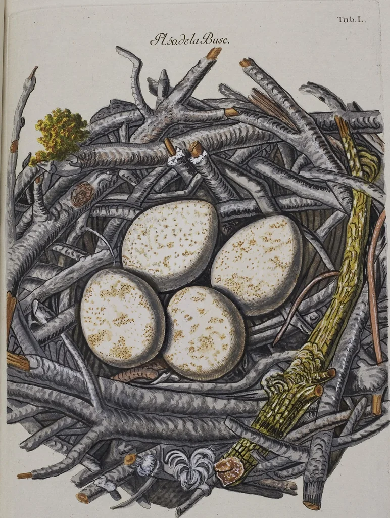 An illustration from Sammlung von Nestern und Eyern verschiedener Vögel: aus den Cabineten des... Herrn.. Schmidels und des Herrn Verfassers, 1772, leaf 206