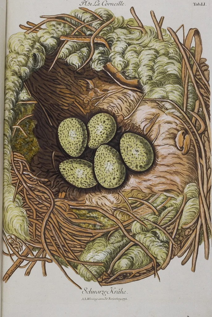 An illustration from Sammlung von Nestern und Eyern verschiedener Vögel: aus den Cabineten des... Herrn.. Schmidels und des Herrn Verfassers, 1772, leaf 207