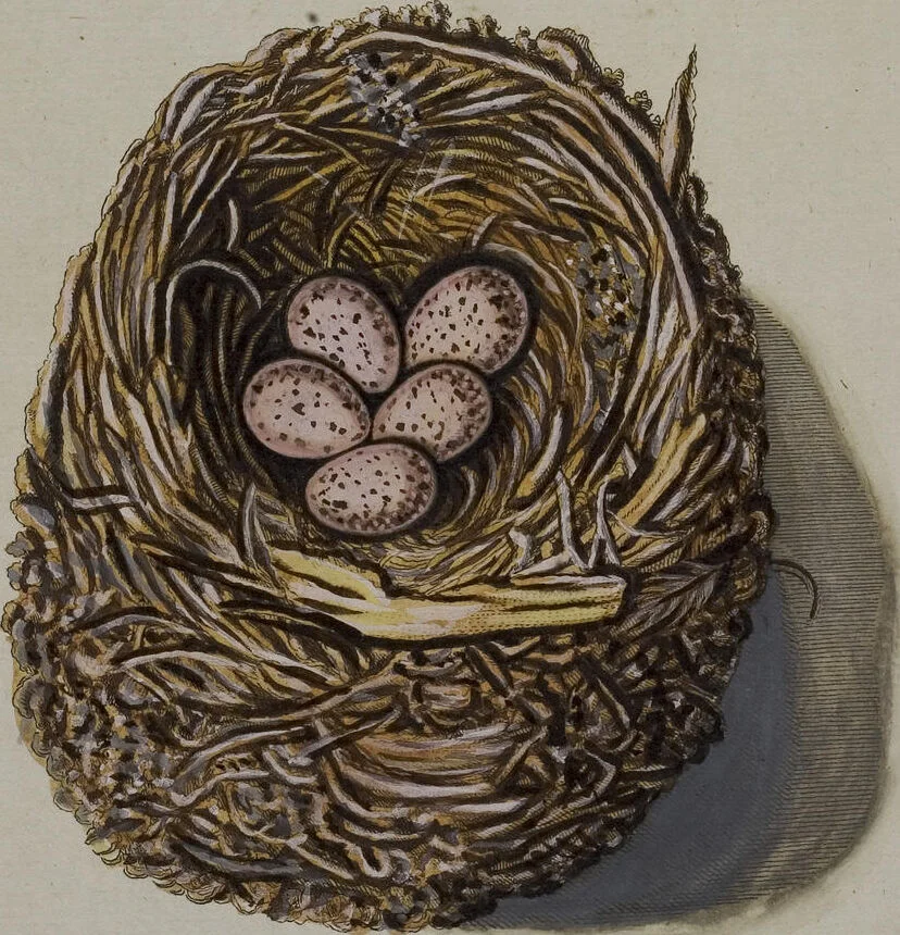 An illustration from Sammlung von Nestern und Eyern verschiedener Vögel: aus den Cabineten des... Herrn.. Schmidels und des Herrn Verfassers, 1772, leaf 208