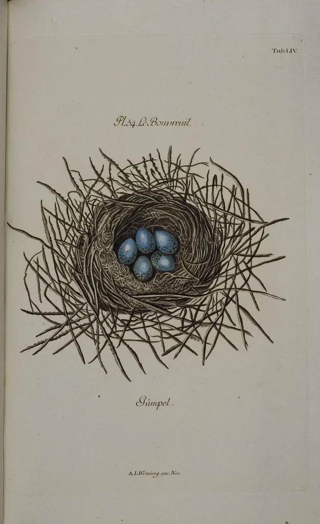 An illustration from Sammlung von Nestern und Eyern verschiedener Vögel: aus den Cabineten des... Herrn.. Schmidels und des Herrn Verfassers, 1772, leaf 210