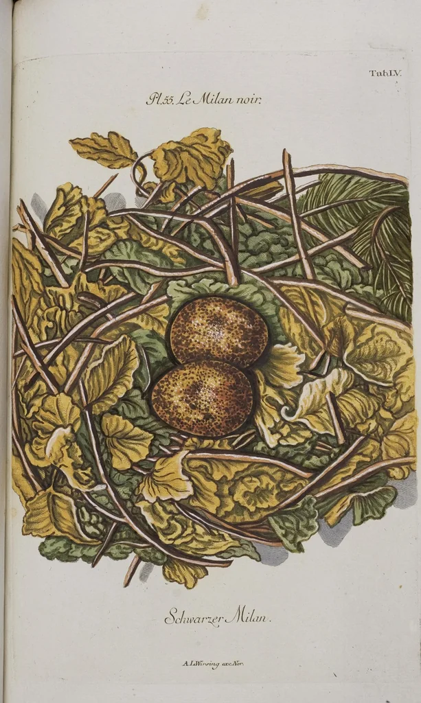 An illustration from Sammlung von Nestern und Eyern verschiedener Vögel: aus den Cabineten des... Herrn.. Schmidels und des Herrn Verfassers, 1772, leaf 211