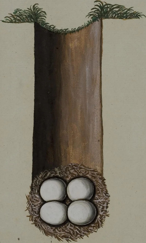 An illustration from Sammlung von Nestern und Eyern verschiedener Vögel: aus den Cabineten des... Herrn.. Schmidels und des Herrn Verfassers, 1772, leaf 212
