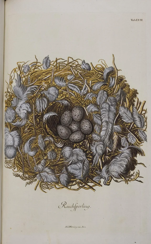 An illustration from Sammlung von Nestern und Eyern verschiedener Vögel: aus den Cabineten des... Herrn.. Schmidels und des Herrn Verfassers, 1772, leaf 213