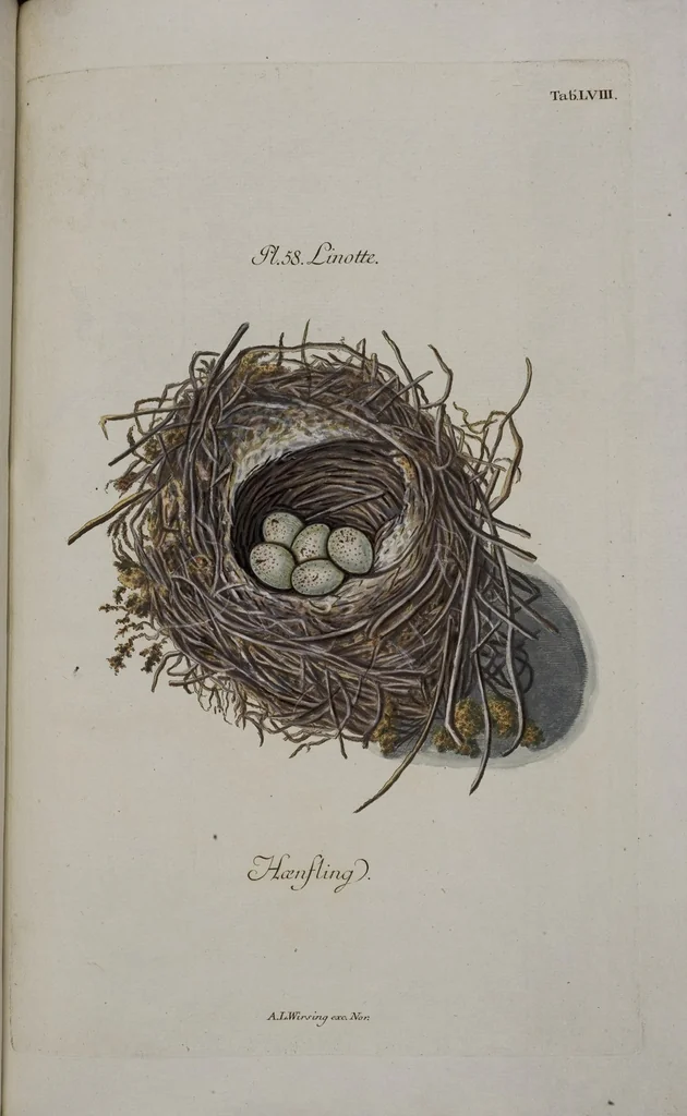An illustration from Sammlung von Nestern und Eyern verschiedener Vögel: aus den Cabineten des... Herrn.. Schmidels und des Herrn Verfassers, 1772, leaf 214