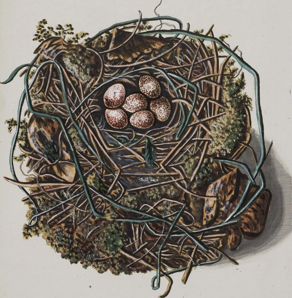 An illustration from Sammlung von Nestern und Eyern verschiedener Vögel: aus den Cabineten des... Herrn.. Schmidels und des Herrn Verfassers, 1772, leaf 215