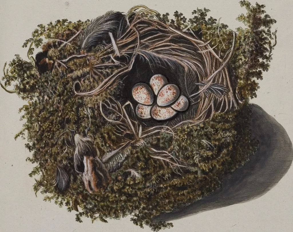 An illustration from Sammlung von Nestern und Eyern verschiedener Vögel: aus den Cabineten des... Herrn.. Schmidels und des Herrn Verfassers, 1772, leaf 216
