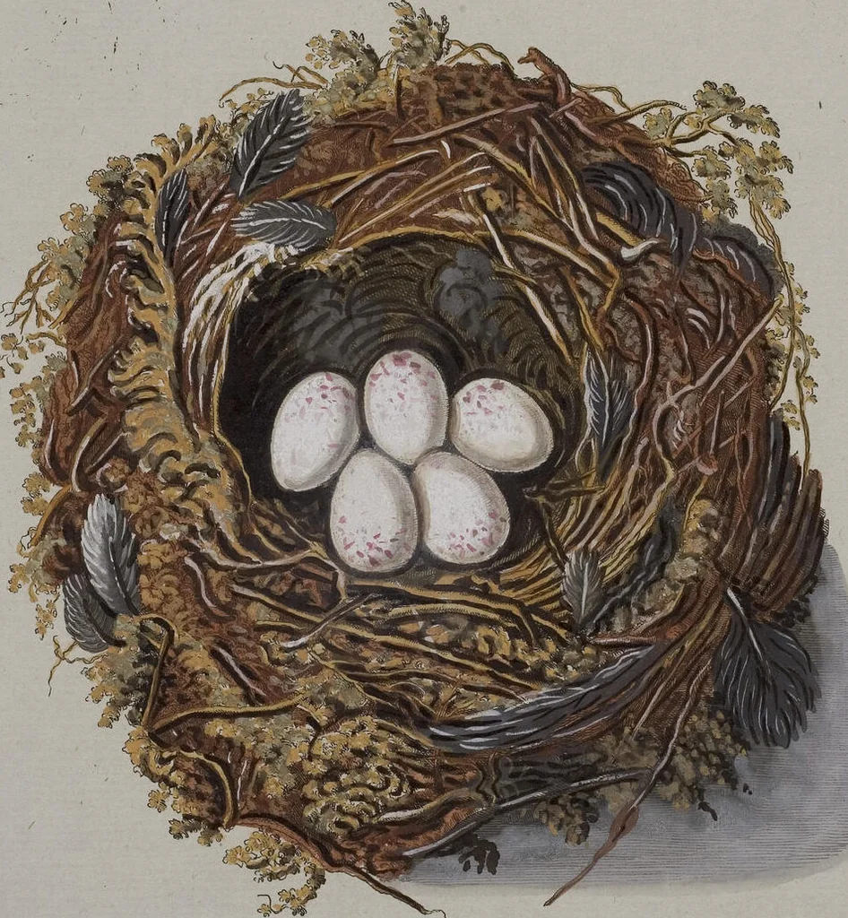 An illustration from Sammlung von Nestern und Eyern verschiedener Vögel: aus den Cabineten des... Herrn.. Schmidels und des Herrn Verfassers, 1772, leaf 218