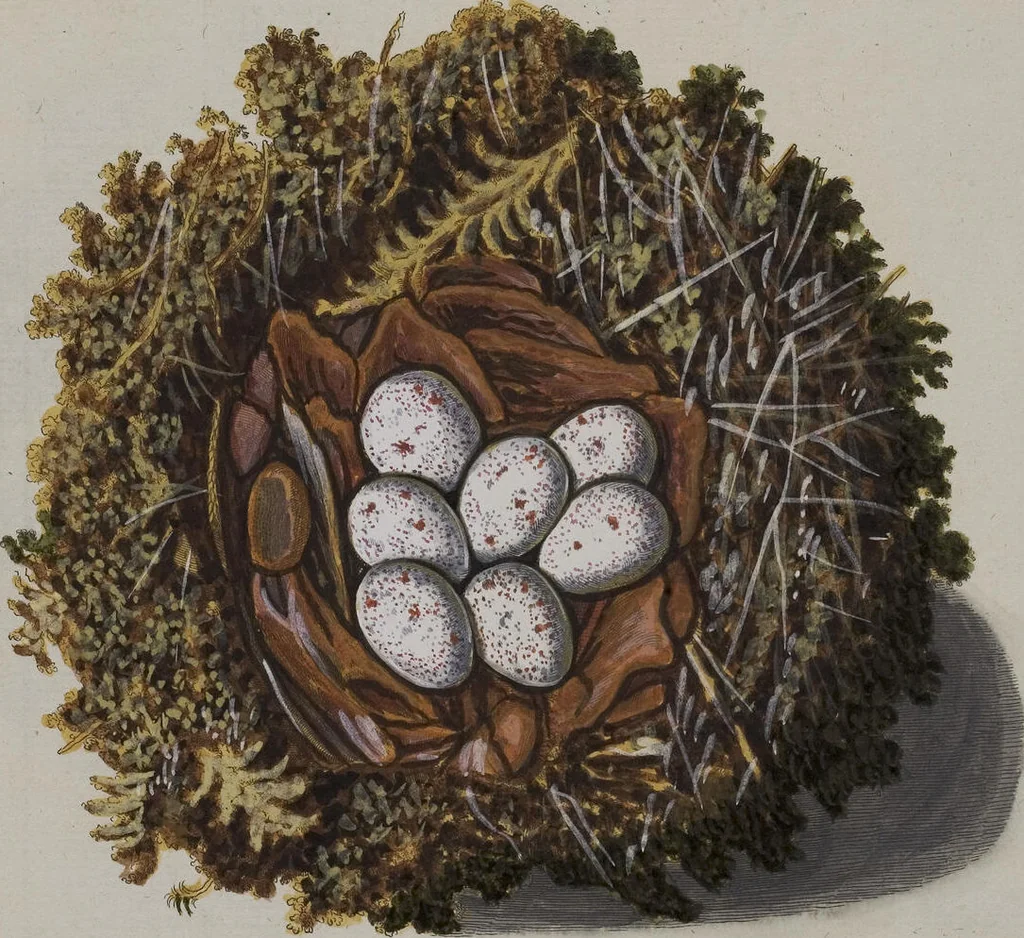 An illustration from Sammlung von Nestern und Eyern verschiedener Vögel: aus den Cabineten des... Herrn.. Schmidels und des Herrn Verfassers, 1772, leaf 220