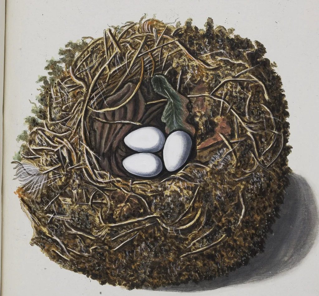 An illustration from Sammlung von Nestern und Eyern verschiedener Vögel: aus den Cabineten des... Herrn.. Schmidels und des Herrn Verfassers, 1772, leaf 223
