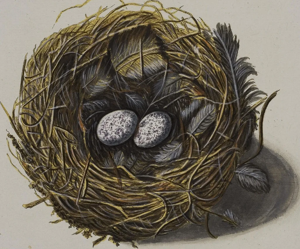 An illustration from Sammlung von Nestern und Eyern verschiedener Vögel: aus den Cabineten des... Herrn.. Schmidels und des Herrn Verfassers, 1772, leaf 224