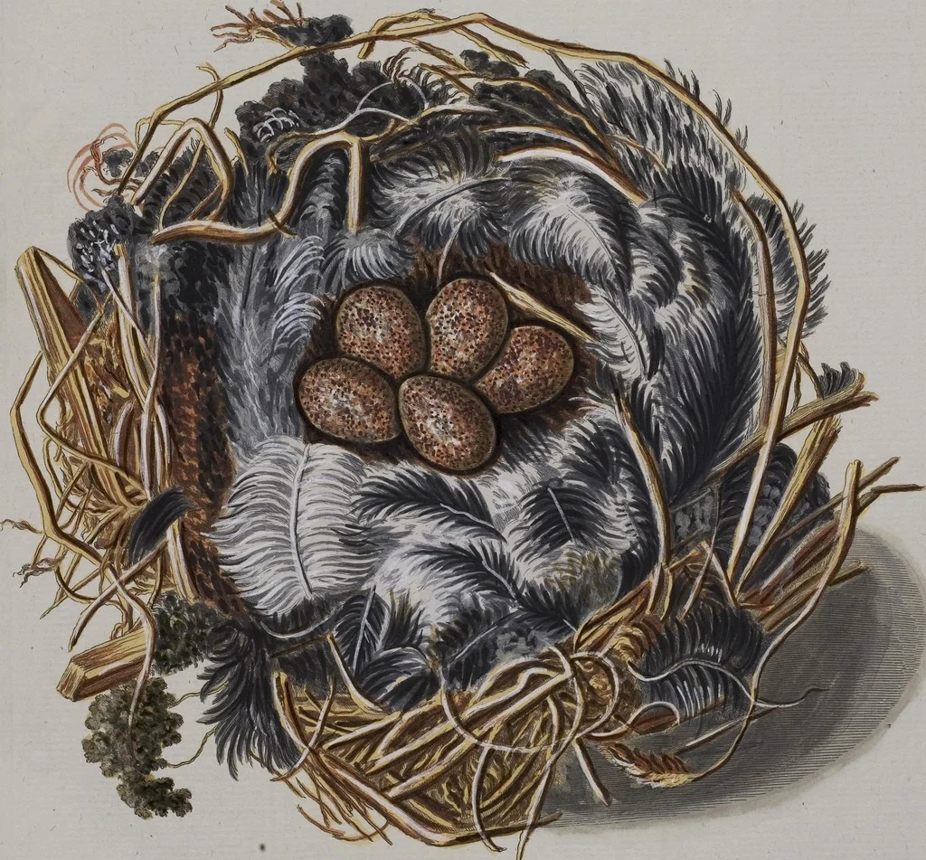 An illustration from Sammlung von Nestern und Eyern verschiedener Vögel: aus den Cabineten des... Herrn.. Schmidels und des Herrn Verfassers, 1772, leaf 226