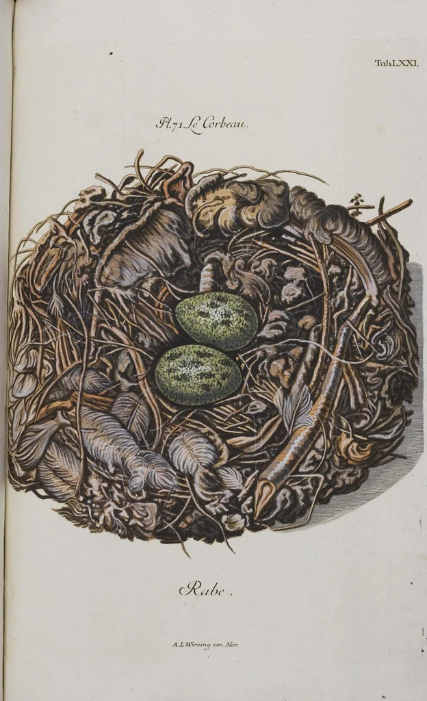 An illustration from Sammlung von Nestern und Eyern verschiedener Vögel: aus den Cabineten des... Herrn.. Schmidels und des Herrn Verfassers, 1772, leaf 227