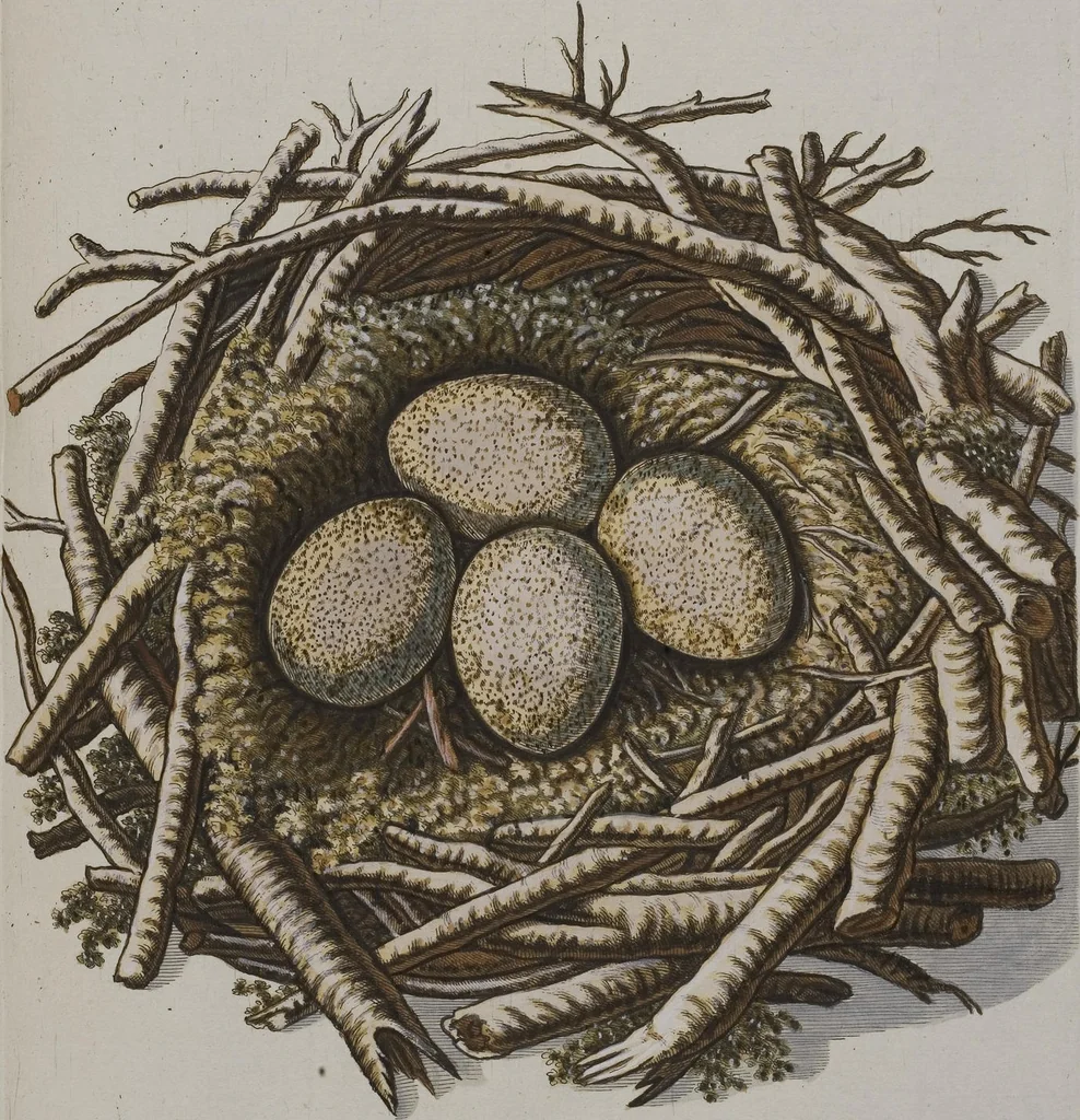 An illustration from Sammlung von Nestern und Eyern verschiedener Vögel: aus den Cabineten des... Herrn.. Schmidels und des Herrn Verfassers, 1772, leaf 229