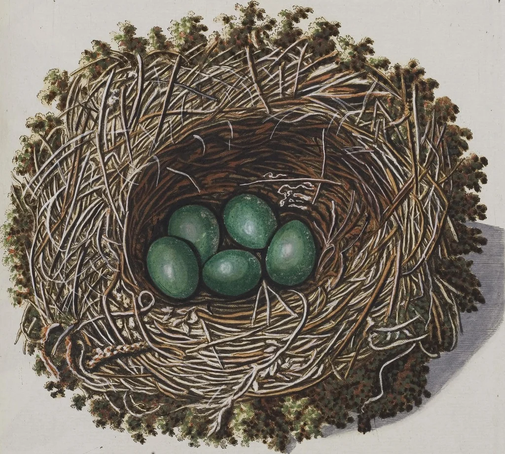 An illustration from Sammlung von Nestern und Eyern verschiedener Vögel: aus den Cabineten des... Herrn.. Schmidels und des Herrn Verfassers, 1772, leaf 231