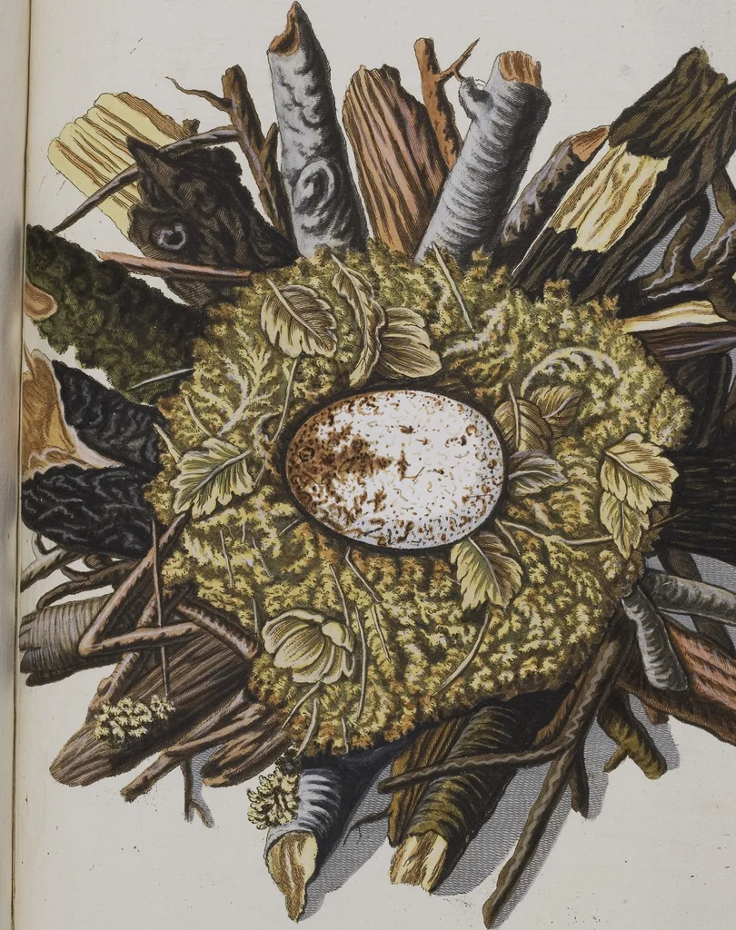 An illustration from Sammlung von Nestern und Eyern verschiedener Vögel: aus den Cabineten des... Herrn.. Schmidels und des Herrn Verfassers, 1772, leaf 232