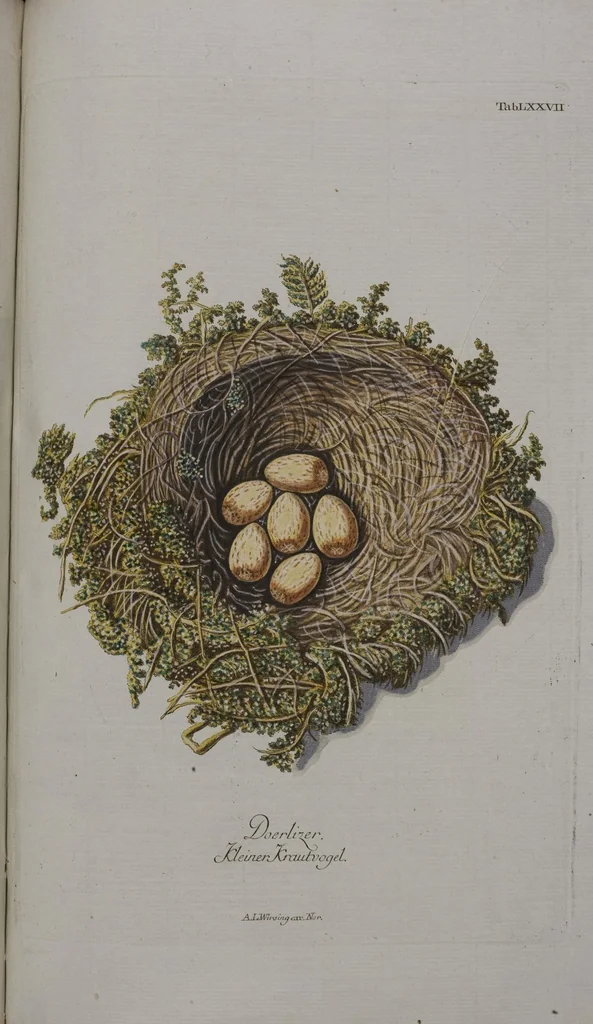An illustration from Sammlung von Nestern und Eyern verschiedener Vögel: aus den Cabineten des... Herrn.. Schmidels und des Herrn Verfassers, 1772, leaf 233