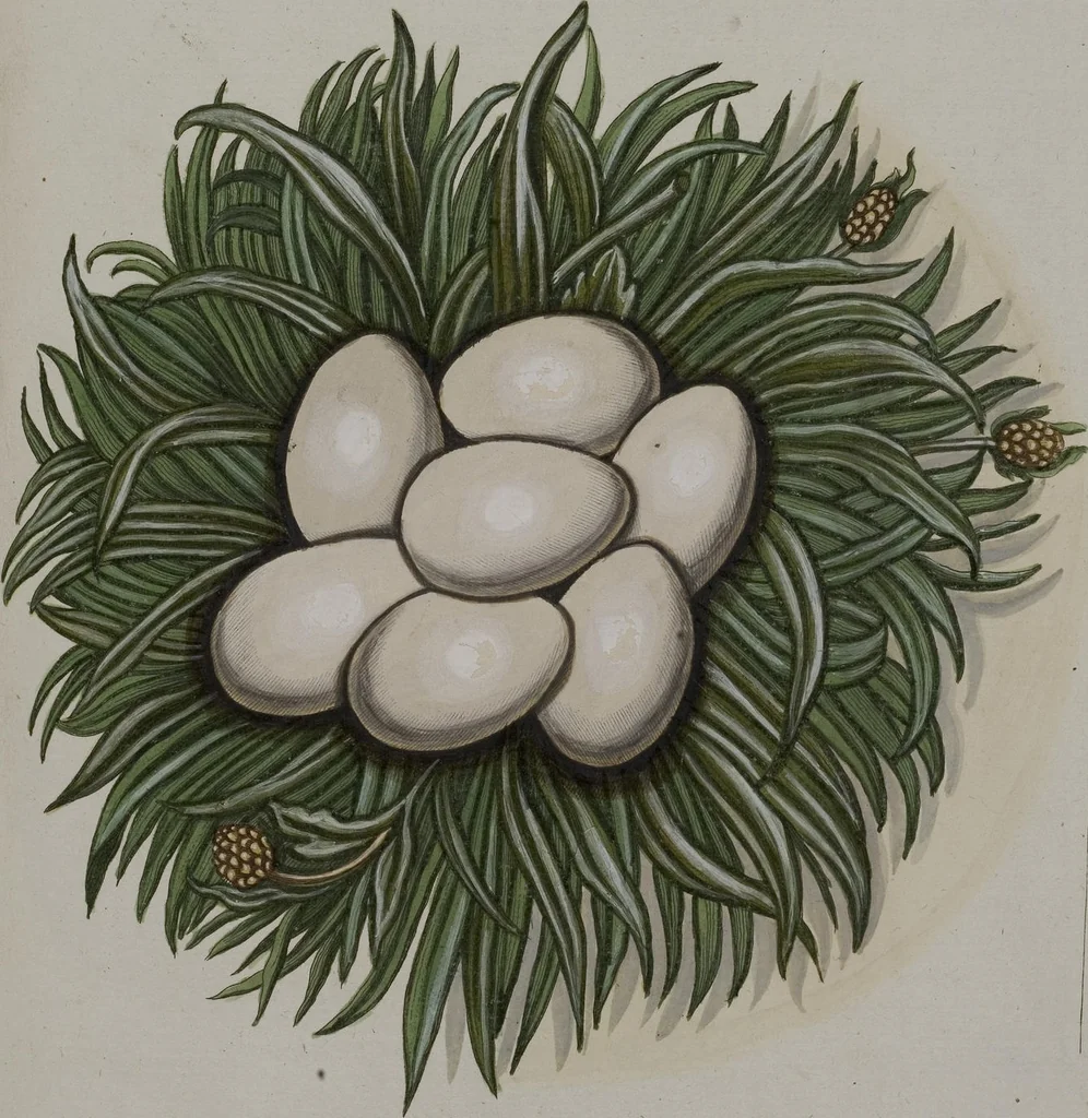 An illustration from Sammlung von Nestern und Eyern verschiedener Vögel: aus den Cabineten des... Herrn.. Schmidels und des Herrn Verfassers, 1772, leaf 235